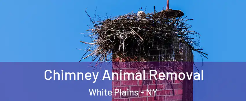 Chimney Animal Removal White Plains - NY