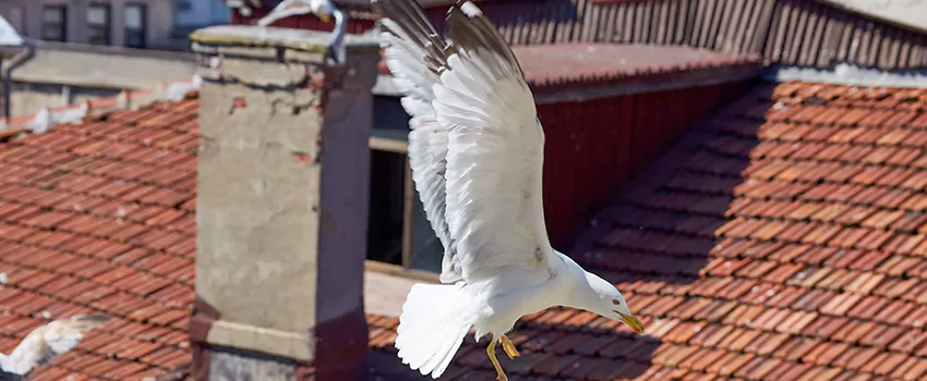 Residential Chimney Animal Removal Solution in White Plains, NY